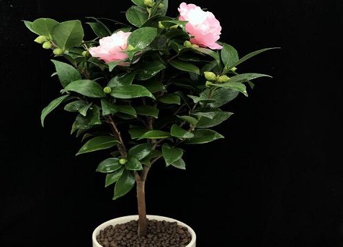 茶花怎么换土换盆