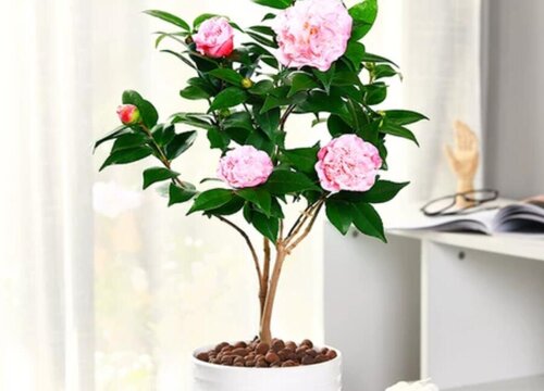 茶花怎么换土换盆