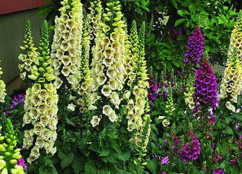 毛地黄怎么度夏安全