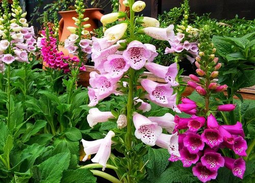 毛地黄怎么度夏安全