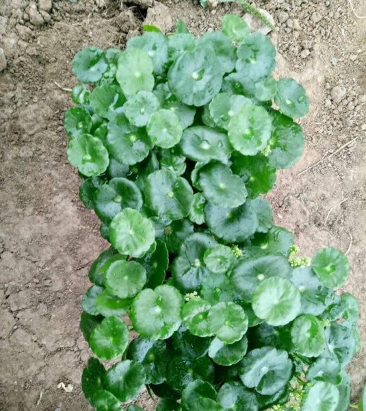 铜钱草要怎么养才好爆盆