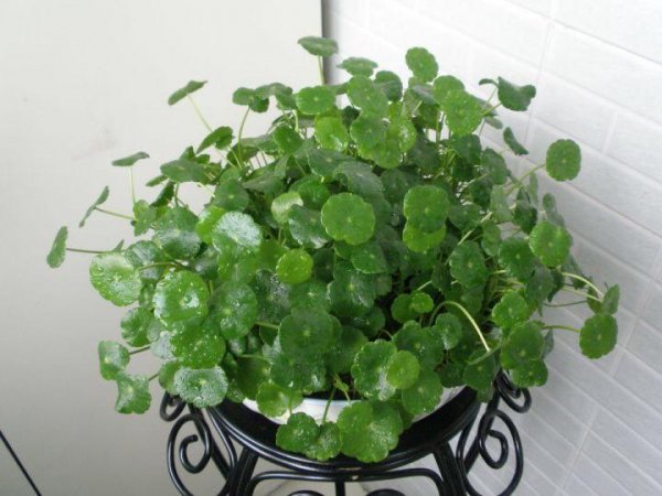 铜钱草要怎么养才好爆盆