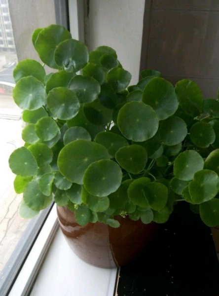 铜钱草要怎么养才好爆盆