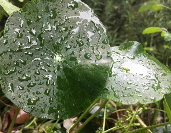 铜钱草要怎么养才好爆盆