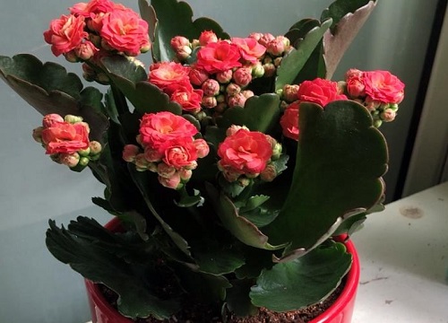 长寿花度夏成活率高的方法