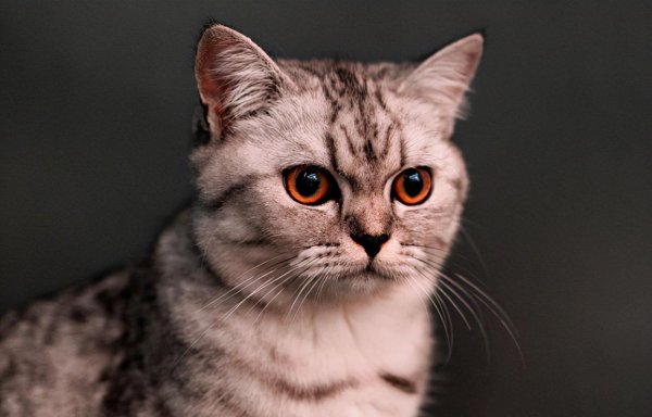 宠物狗名字大全萌萌哒