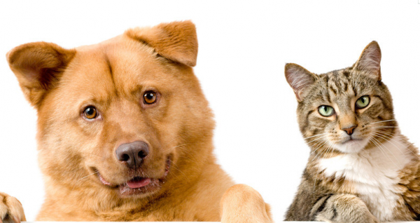 宠物狗名字大全萌萌哒