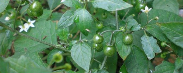 龙葵和白花菜区别