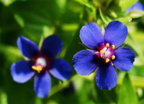 冷门好听的花名及花语