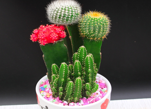 冷门好听的花名及花语