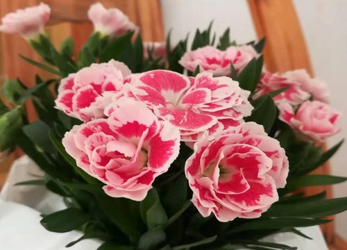 冷门好听的花名及花语