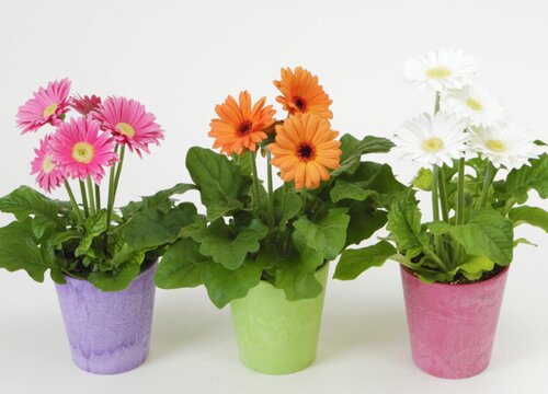 冷门好听的花名及花语