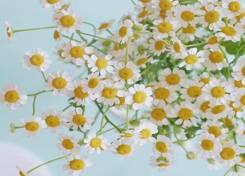 冷门好听的花名及花语