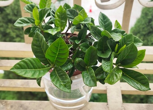 阿司匹林对植物的作用与用途