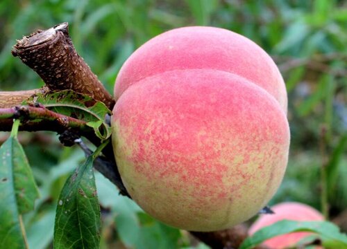 冬桃哪个品种最甜最好