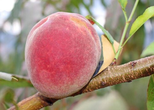 冬桃哪个品种最甜最好