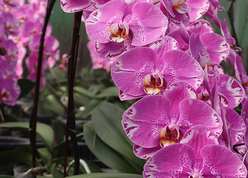 如何养护蝴蝶兰开花品质高