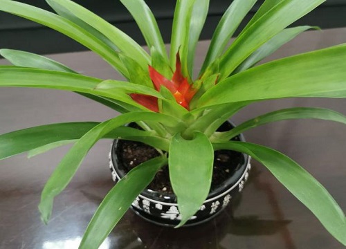 鸿运当头花冬天怎么养护