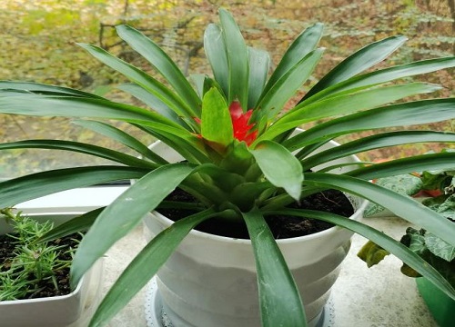 鸿运当头花冬天怎么养护