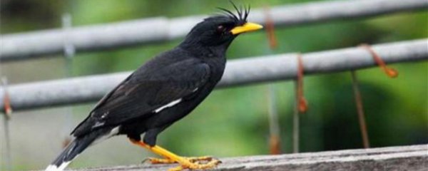 怎么养八哥才长得好快