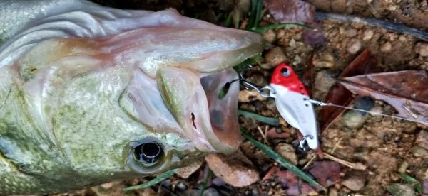 钓翘嘴鱼的最佳饵料路亚