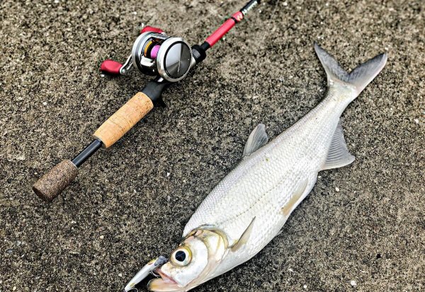 钓翘嘴鱼的最佳饵料路亚