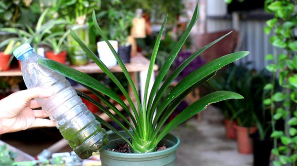 君子兰施肥用鸡蛋快速长得旺盛