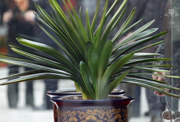 君子兰施肥用鸡蛋快速长得旺盛