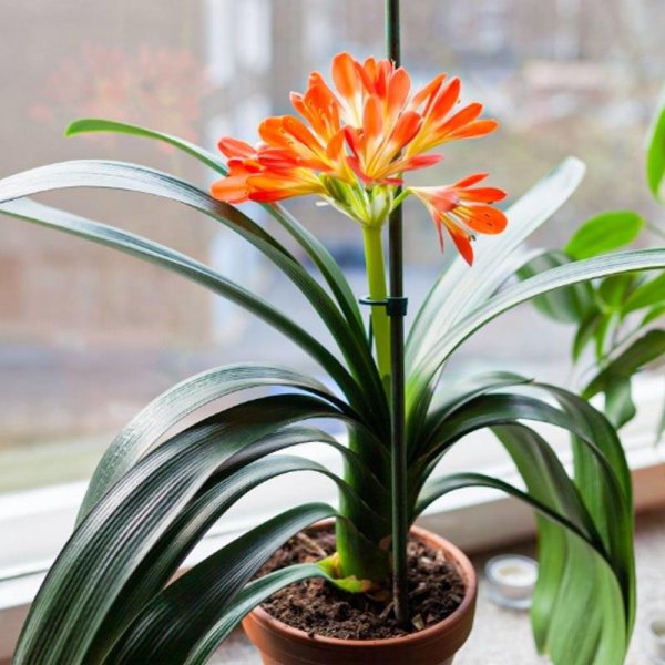 君子兰施肥用鸡蛋快速长得旺盛