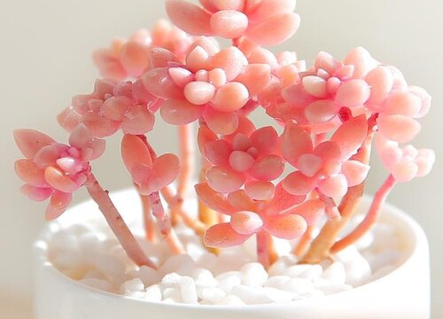 多肉要怎么养殖才能养好