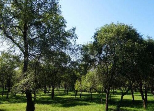 砍榆树有什么不吉利的