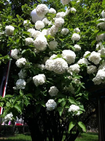 琼花的花语是什么