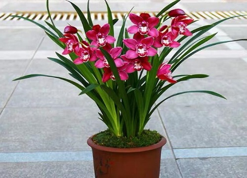 蕙兰哪个品种最勤花