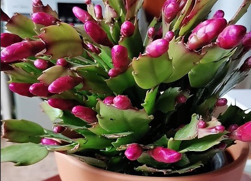 立秋后怎么养蟹爪兰顺利躲过秋老虎