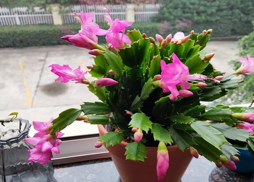 立秋后怎么养蟹爪兰顺利躲过秋老虎