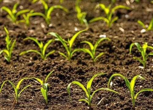 春玉米几月份播种最好