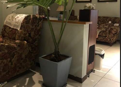 龟背竹换盆时间及注意事项