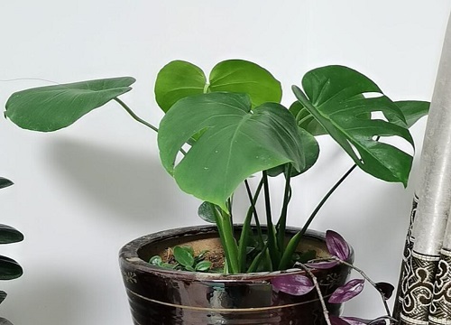 龟背竹换盆时间及注意事项