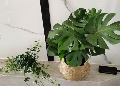 龟背竹换盆时间及注意事项