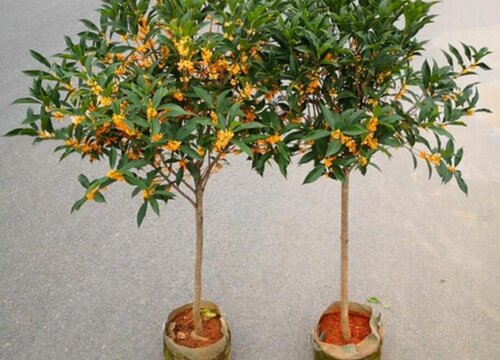 四季桂花耐寒吗