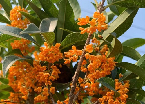 四季桂花耐寒吗