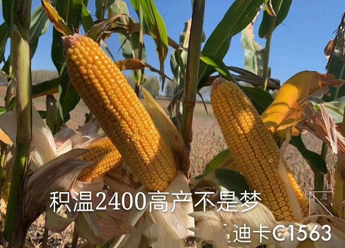 迪卡1563玉米品种介绍