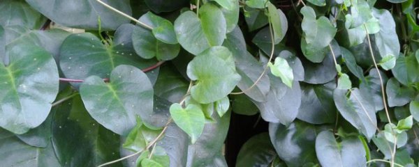 田七是凉性还是热性