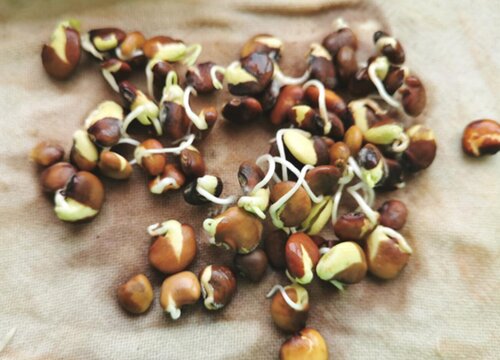 地瓜什么时候播种好