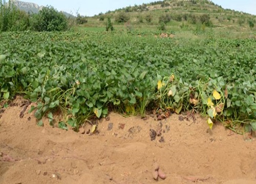 地瓜什么时候播种好