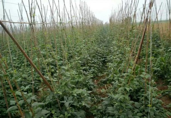 豇豆能不能重茬种植