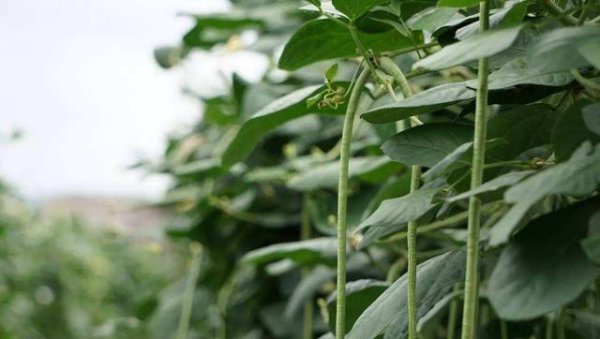 豇豆能不能重茬种植