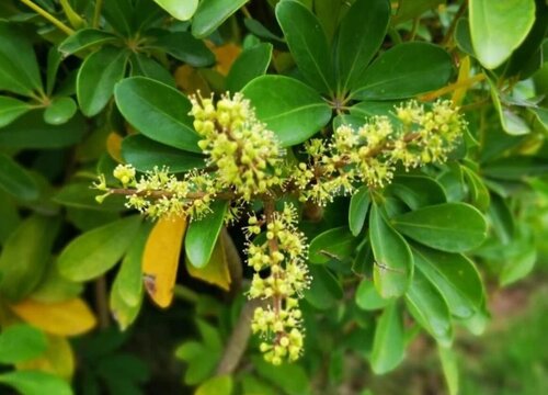 鹅掌柴花期时间