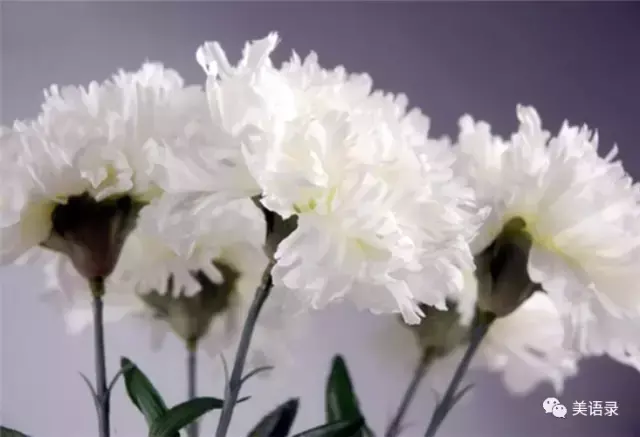 白康乃馨的花语是什么意思