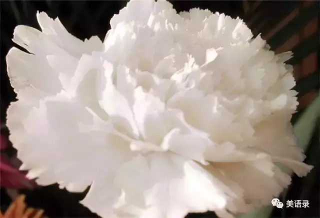 白康乃馨的花语是什么意思